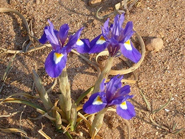 Barbary Nut (miniature wild Iris) in The Algarve, Portugal.
