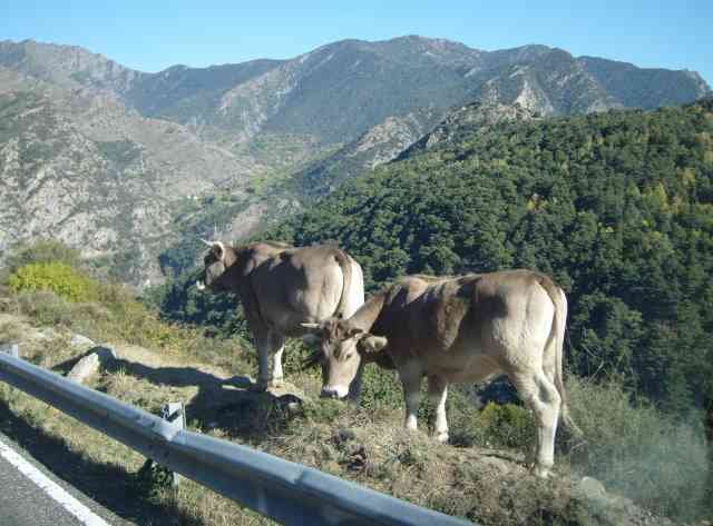 I don't think these cows roaming The Pyrenees can suffer from vertigo!