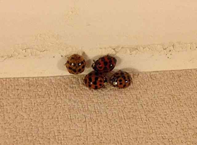 These Ladybirds were 'spotted' in Oakham, UK.