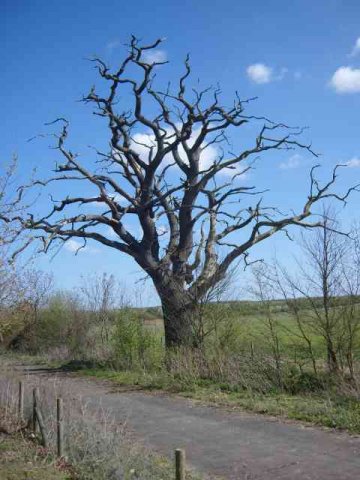 This dead tree looks rather striking, in Lincs., UK