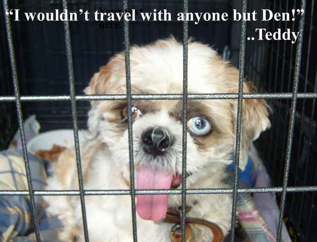 'I wouldn't travel with anyone but Den!' - says Teddy from Bridgwater, Somerset.