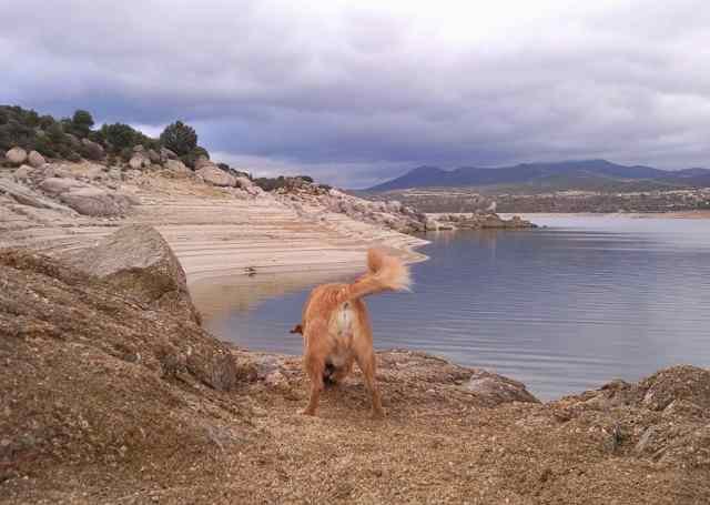 Juli enjoying his favourite pastime - digging! During a welcome break just north of Madrid.
