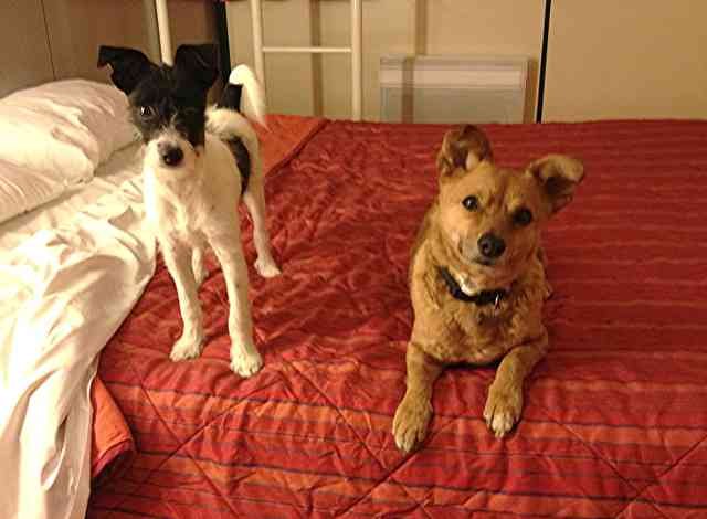 Tiny Tim & Juli ready for bed! In the French hotel on the way from Spain to Tiny Tim's new home in London.