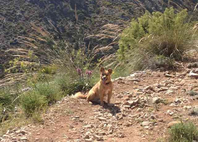 Juli enjoying a well-deserved walk on the Sierra de Mijas, in S.Spain.
