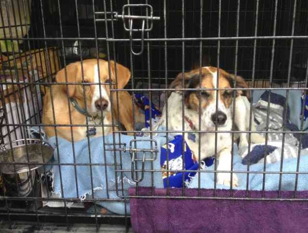 Toffee & Poppy, waiting patiently for us to set off again after our walk, on their journey from Javea in Spain to N.Berwick in Scotland.