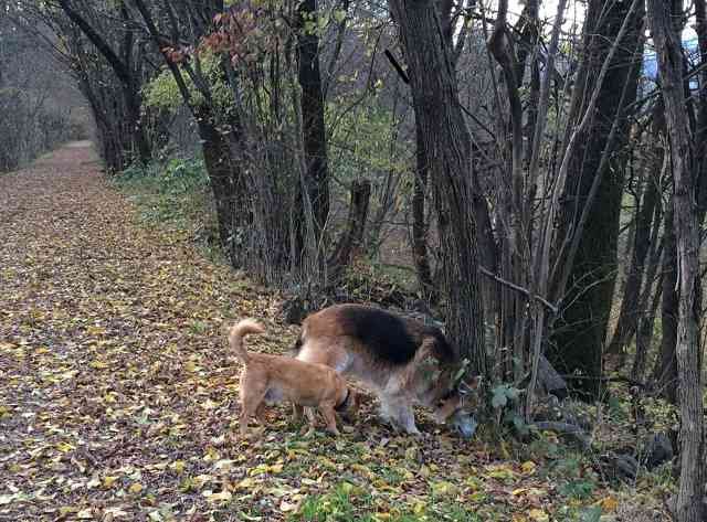 Sasha and Juli enjoying a sniff together in Switzerland, on her journey from Ostuni in S.Italy to Doncaster, UK.