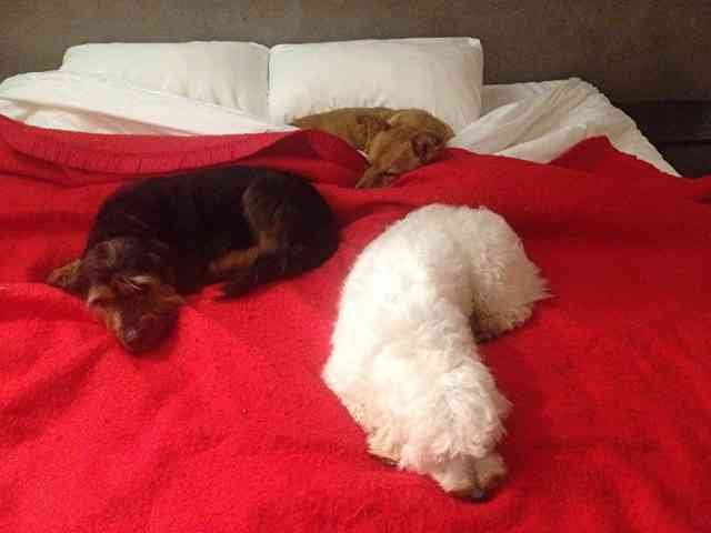 'Time for Bed!' say Oscar and Brodie, on their journey from Marbella to Dublin.