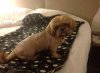 Little Gucci just settling down for the night, in the hotel room in France, on her journey from Fuengirola in S.Spain to Newcastle.