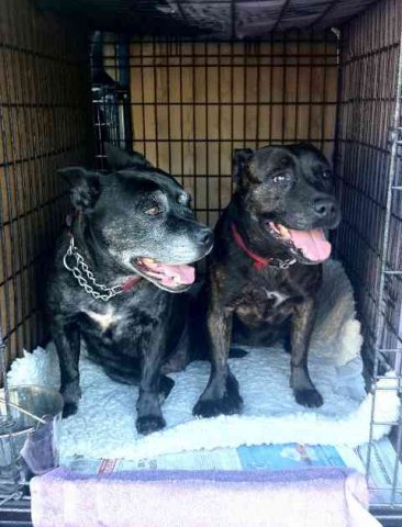 Jinx & Aqua, on their journey from Lands End, UK to Toulouse in France.