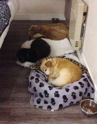 3 in a row! Poquito, Nell & Pooky, all asleep in front of the radiator - on a chilly night - in the French hotel, on their way from Spain to the UK.