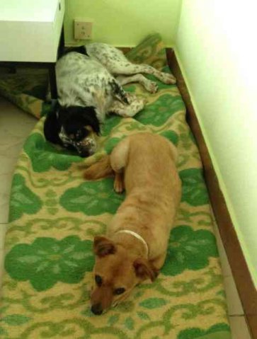 Juli and Trui sharing the hotel bed in Spain, on Trui's way from Mallorca to his new 'forever home' in Essex.