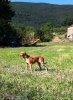 Rufo, a very lucky little rescued dog, taking an early morning walk in The Pyrenees, with his broken leg mending well, on his journey from Tarifa in S.Spain to his new home in Sunbury-on-Thames, UK.