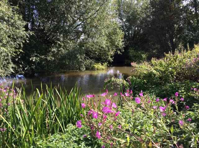 The River Cherwell, Oxford, in the summer.