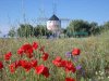 Poppies and an old windmill - south of Madrid.