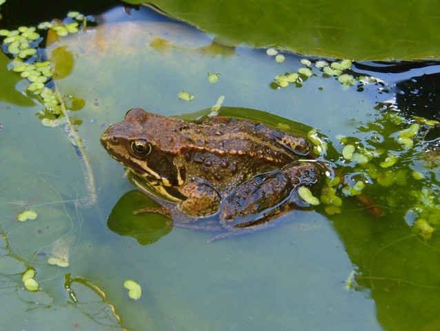 Froggy basking in the sun, Great Missenden, Bucks.