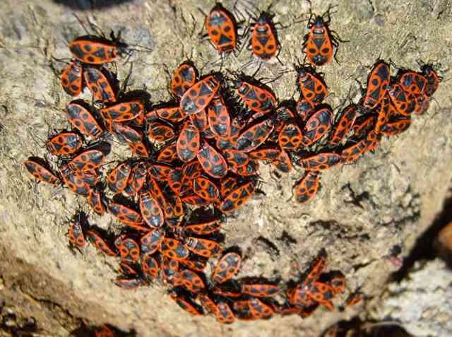 Firebugs spotted in mid-France.