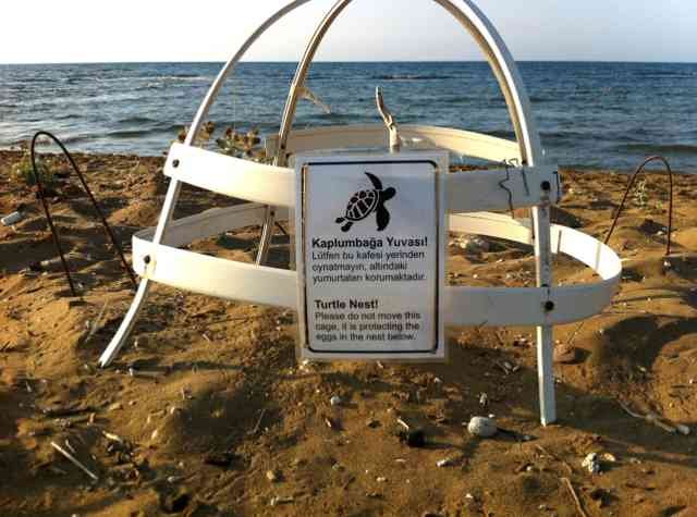 Protected nest of buried turtles' eggs, in Alagadi Beach, N.Cyprus.