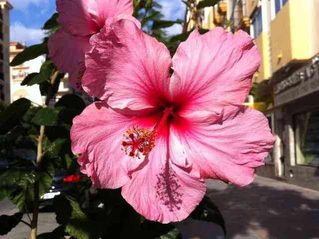 Another lovely Hibiscus, in Fuengirola, Spain.