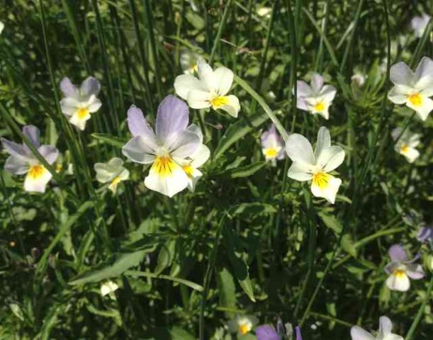 Wild Violas 'Zoe', seen on the Massif Central, in mid-France.