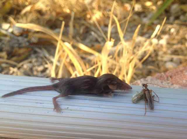 Fished out of a swimming pool in southern Spain, a little shrew is offered some morsels to eat..