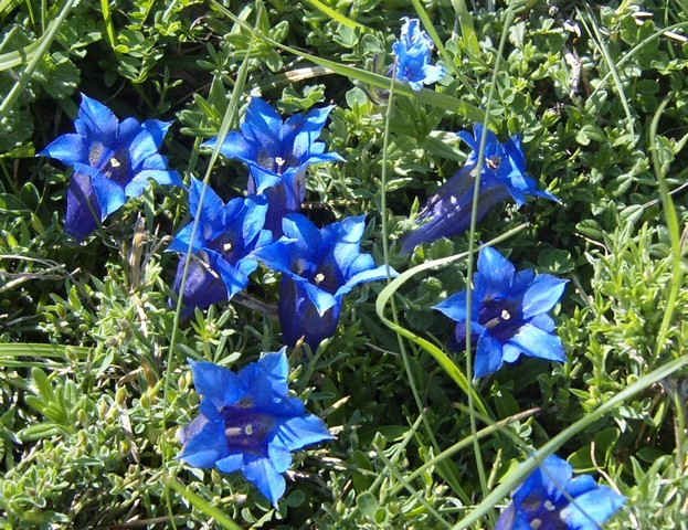 Gentians in Cantabria, northern Spain.