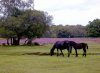 Ponies grazing peacefully in The New Forest.