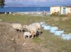 Sheep grazing on the beach, on the Island of Kos, Greece.