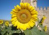 Sunflowers, at the Castillo de Aguzaderas, near Utrera, in southern Spain.