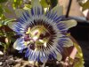 A Passionflower in full bloom, in Fuengirola, southern Spain.