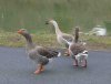 Inquisitive geese, in Poilhes, S.France.