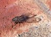 A cicada, lying in the sunshine, in Las Alpujarras, S.Spain.
