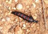 A Red Striped Oil Beetle, spotted - sorry, striped - in Andalucia, Spain.