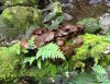 Unusual funghi seen in Killarney in Ireland.