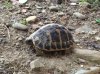 A little wild  tortoise seen wandering near Florence, Italy.