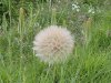 Giant Dandelion clock at Fuentepiedra, in southern Spain.