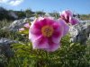 A wild Peony, at El Torcal de Antequera in southern Spain.