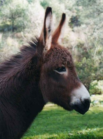 A young donkey running free in Los Montes de Malaga, in southern Spain.