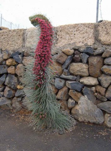 A strange-looking flower - or maybe an elephant's trunk in disguise? In Tenerife, Canary Islands.