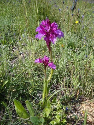 A wild Orchid, in Los Montes de Malaga, southern Spain.