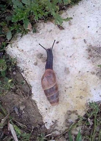A rather unusual snail, spotted in Fuengirola, S.Spain.