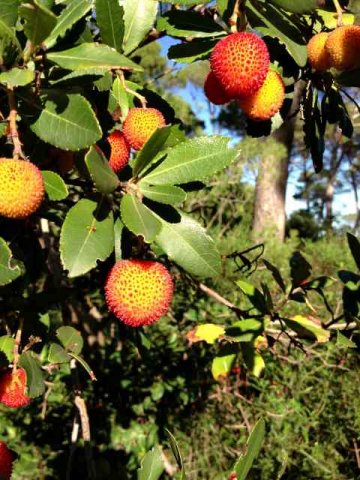 Fruit growing on a wild Strawberry Tree, in Mallorca ... so are they strawberries then?