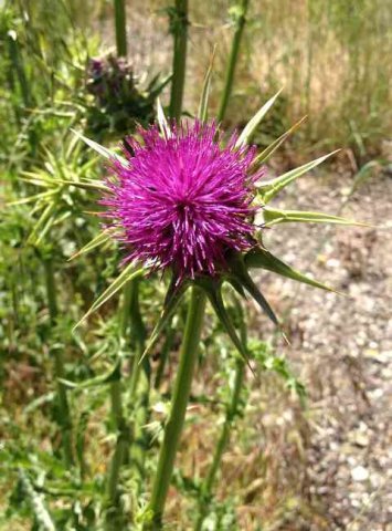 A pretty coloured Milk Thistle, in Andalucía.