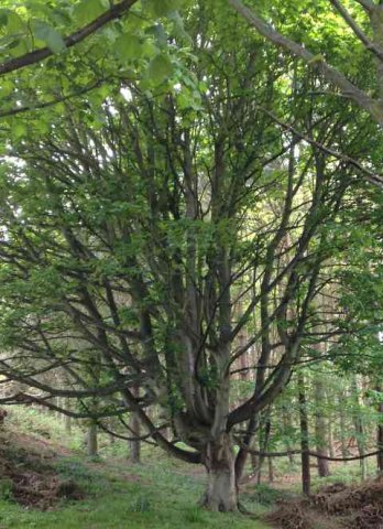 An eye-catching tree, in the woods at Overstrand, N.Norfolk.