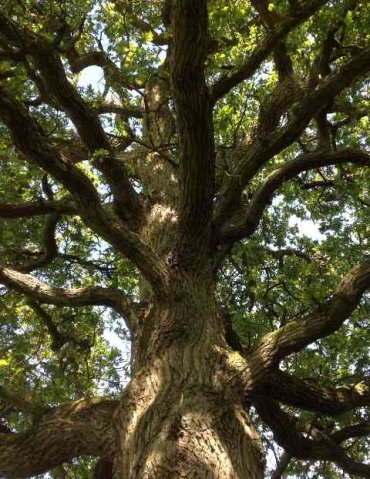 A striking-looking tree in Surrey, UK. ..