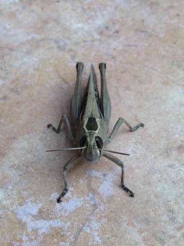 A friendly looking little Grasshopper, in Alicante, Spain.