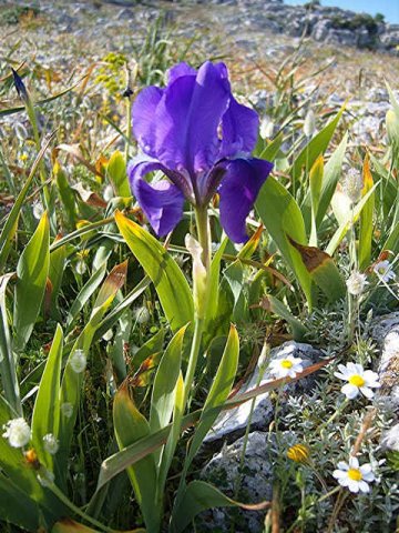 A wild Iris, at El Torcal de Antequera in southern Spain.
