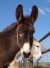 A friendly donkey, at the donkey sanctuary 'El Refugio del Burrito' at Fuentepiedra, in southern Spain.