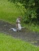 A fearless little squirrel rubbing his hands in glee, in Great Missenden, Bucks.
