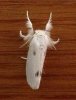 White Furry Moth, spotted in S.Wales.