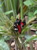 A Scarlet Tiger Moth, in the pupating stage?